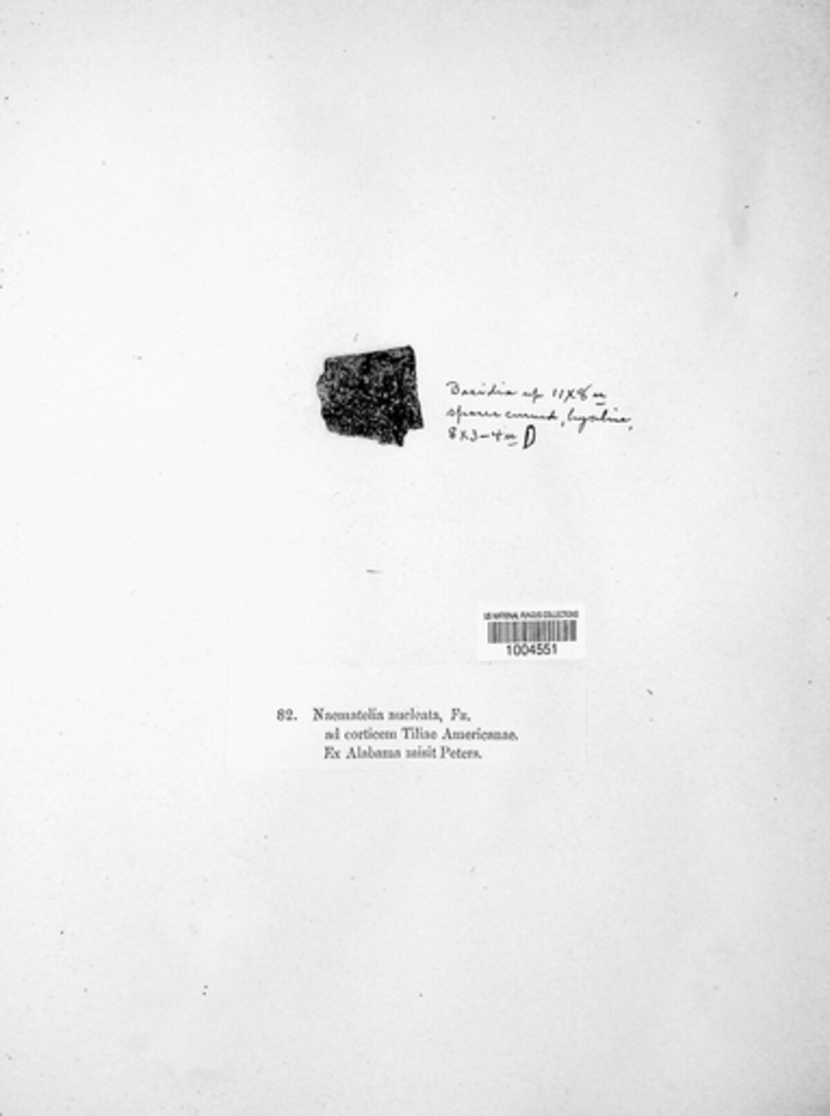 Hyaloriaceae image